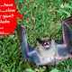 Illustration for article titled Wind Turbines Murdering Bats By Popping Their Lungs